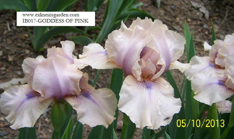 The flower Goddess of Pink - Intermediate Bearded Iris (IB)