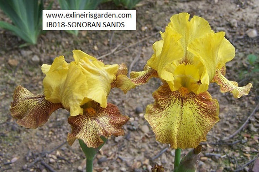 The flower Sonoran Sands - Intermediate Bearded Iris (IB)