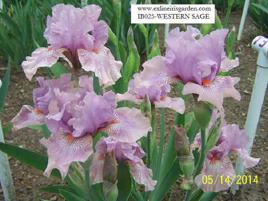 The flower Western Sage - Intermediate Bearded Iris (IB)