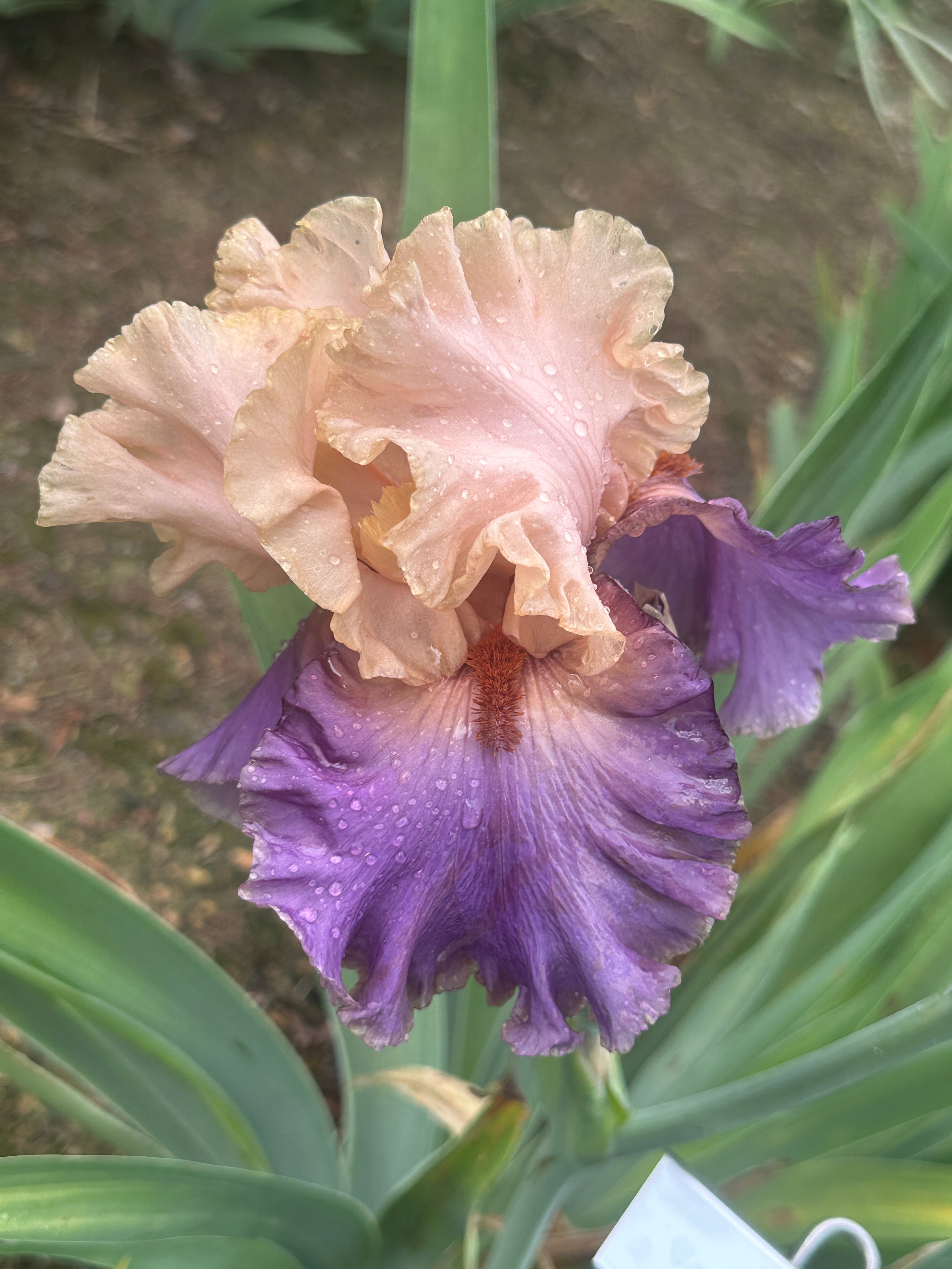 Broken Heart - Tall Bearded Iris (TB) – Exline Iris Garden