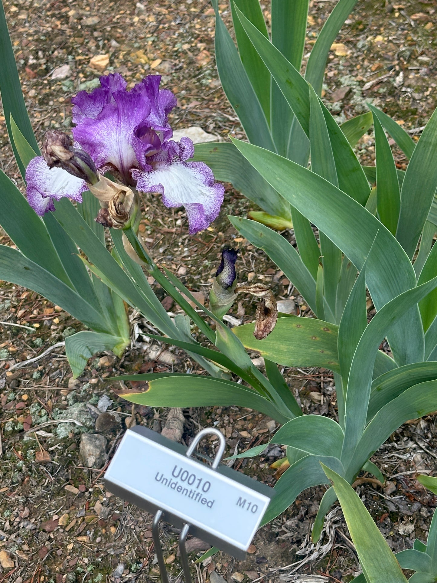 Unidentified Purple & White Plicata TB #2