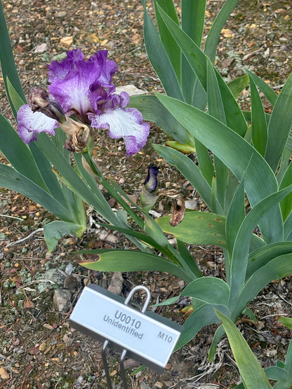 Unidentified Purple & White Plicata TB #2