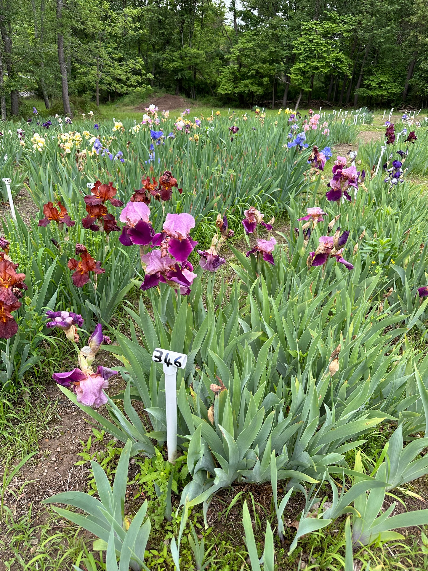 Camelot Rose