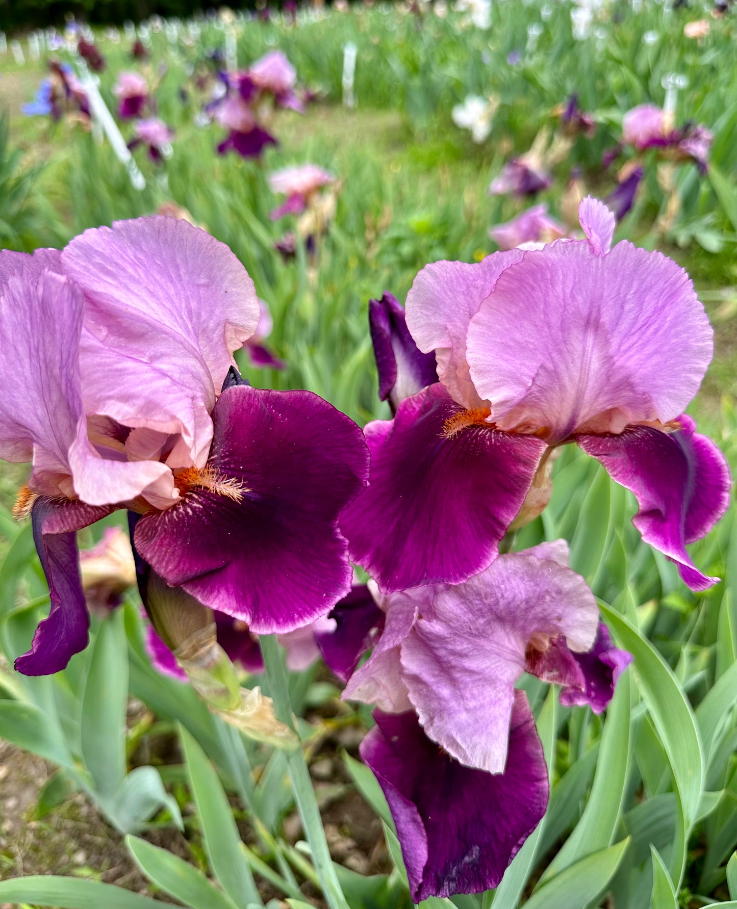 Camelot Rose