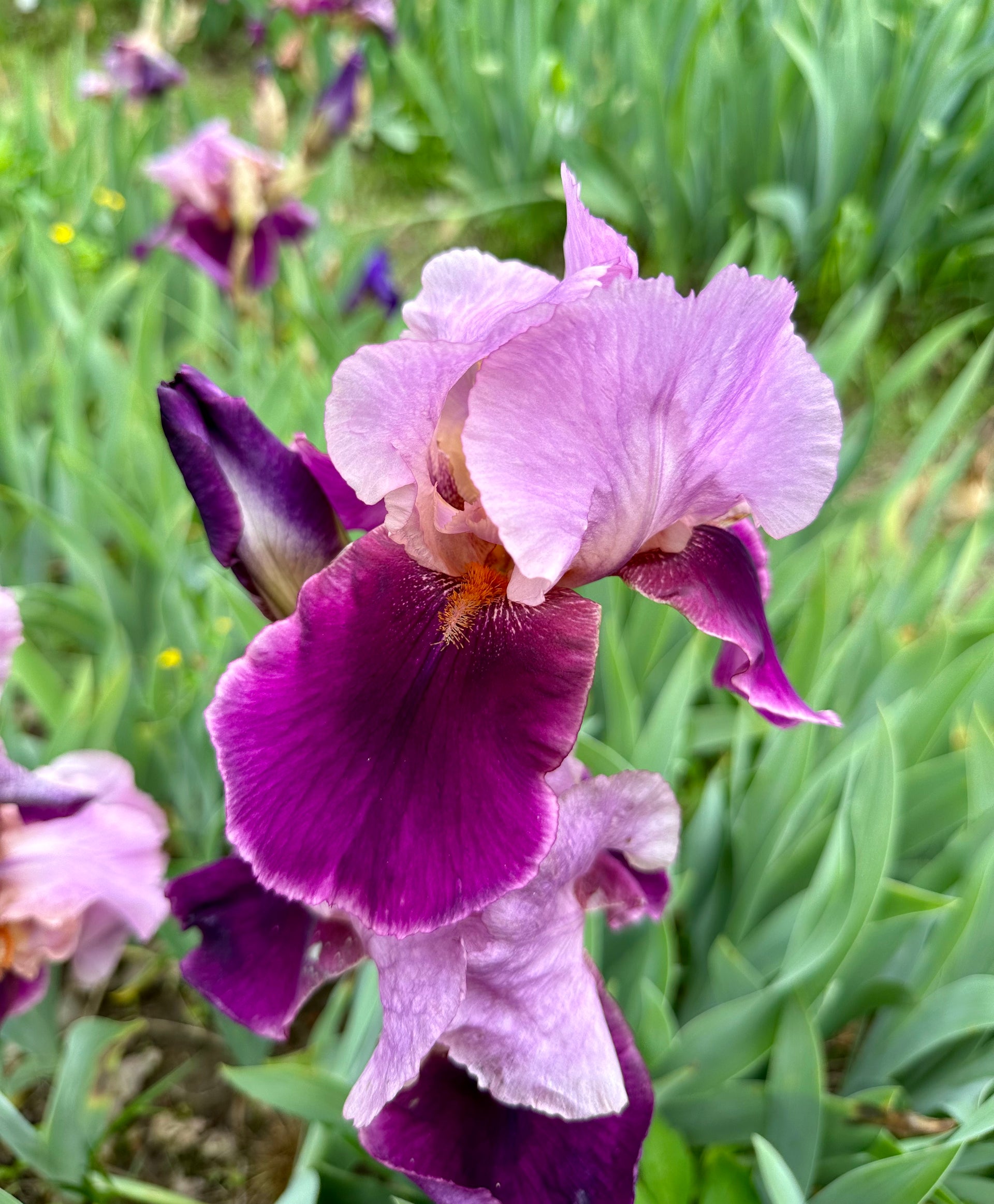 Camelot Rose - Tall Bearded Iris (TB) – Exline Iris Garden