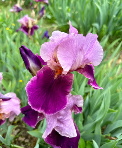 Camelot Rose