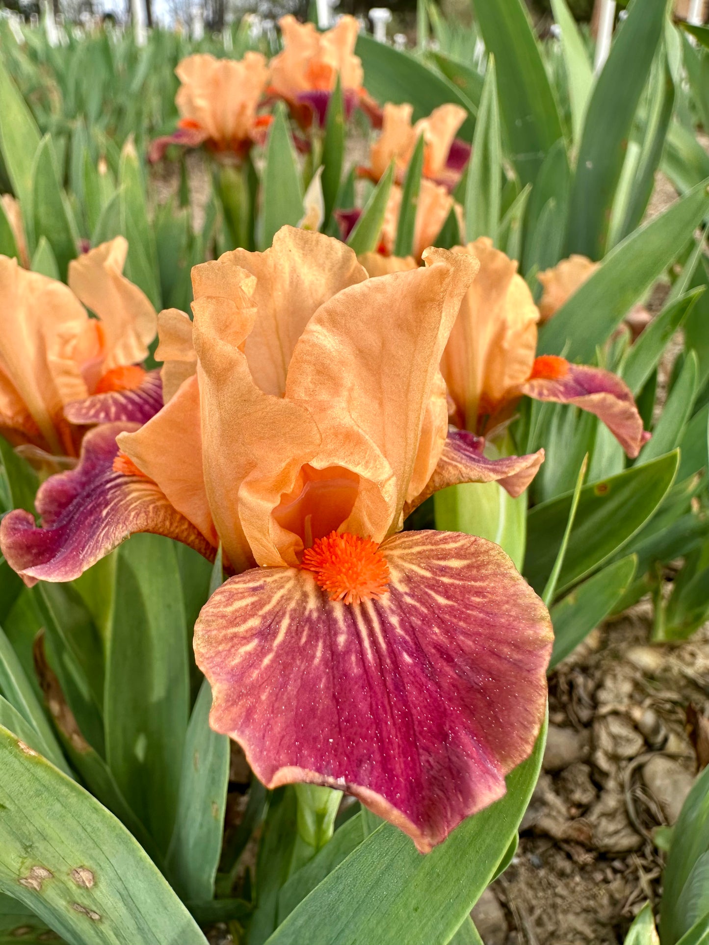 Ampersand - Miniature Dwarf Bearded (MDB) Iris
