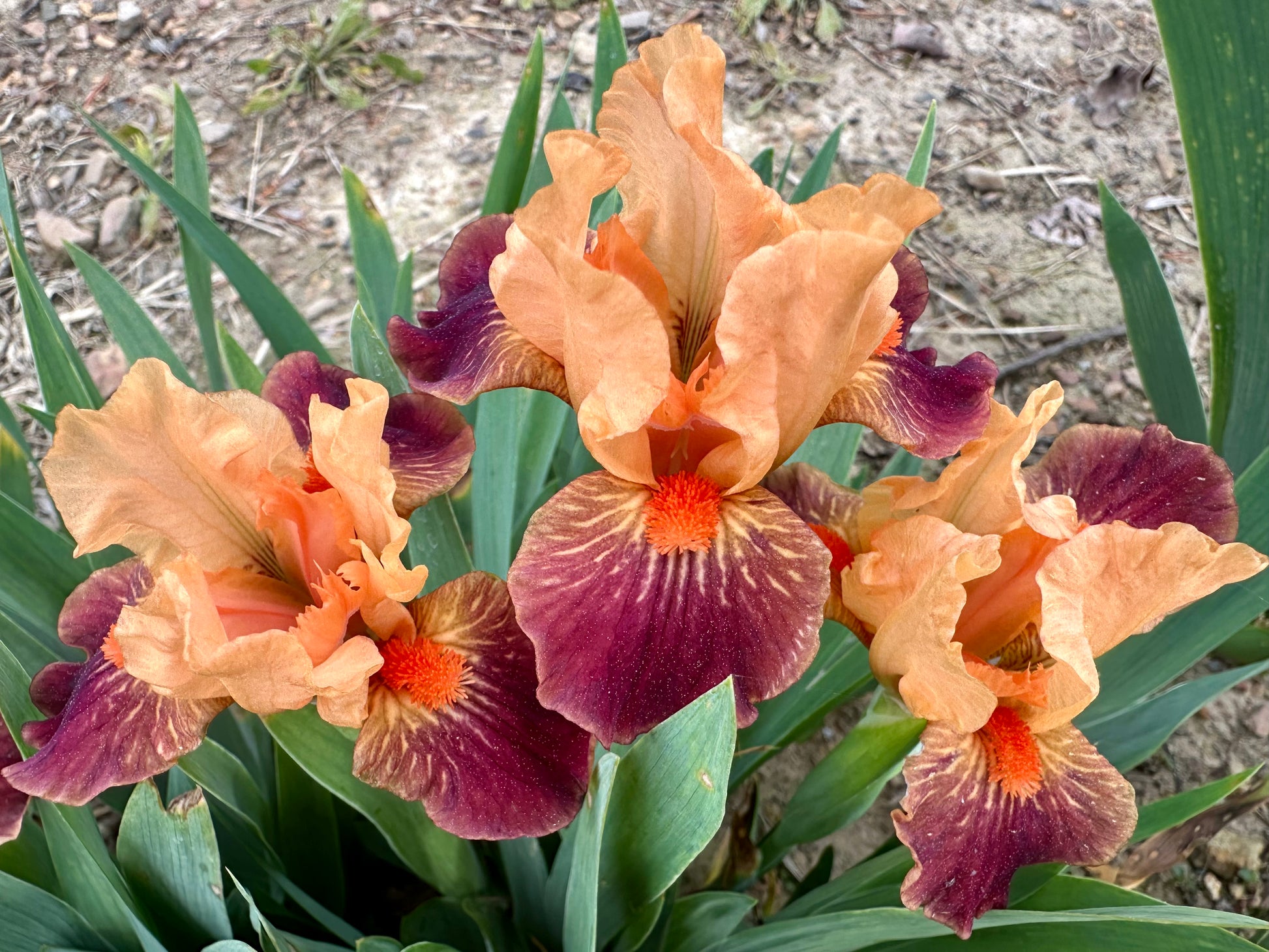 Ampersand - Miniature Dwarf Bearded (MDB) Iris
