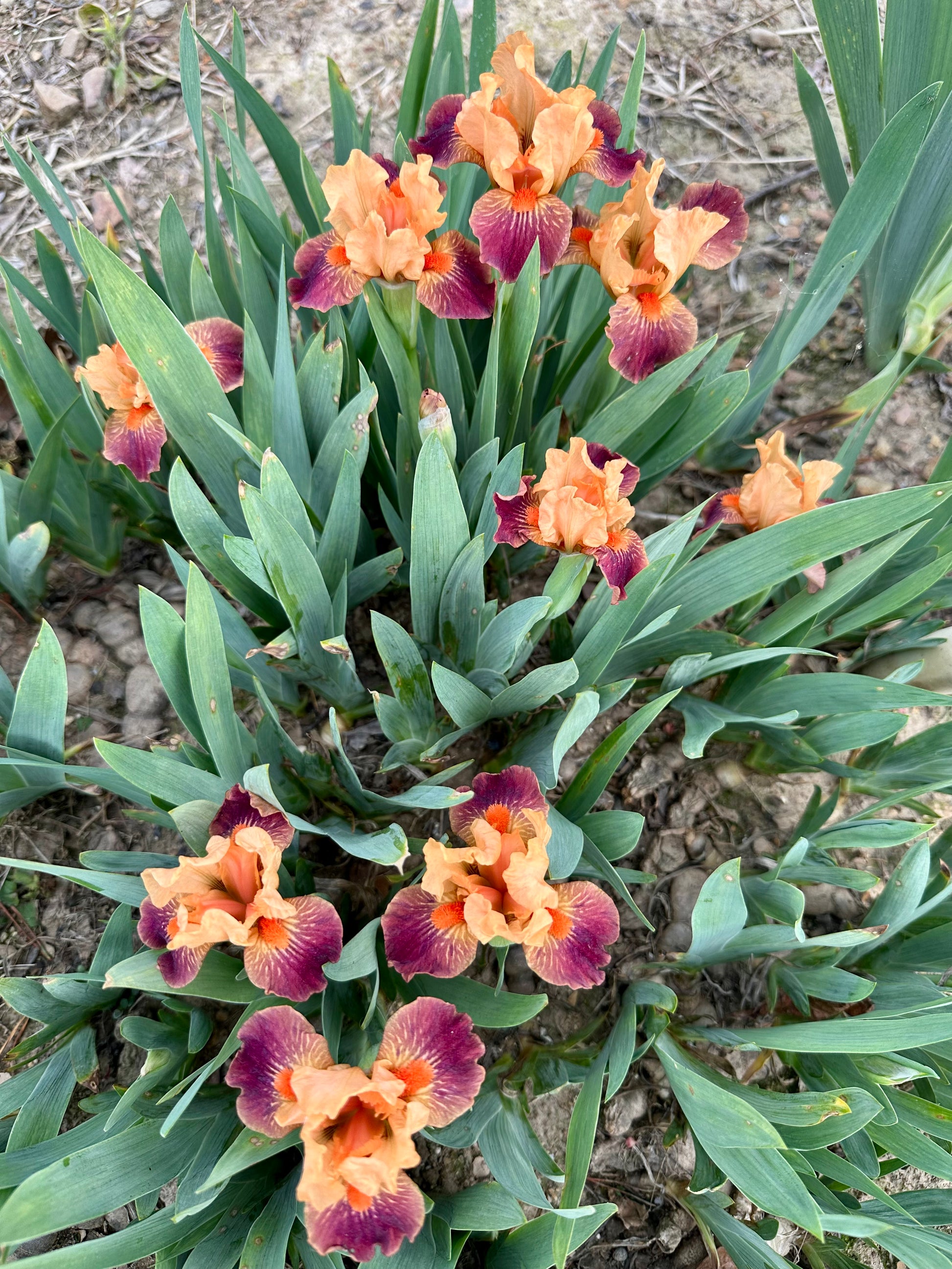 Ampersand - Miniature Dwarf Bearded (MDB) Iris