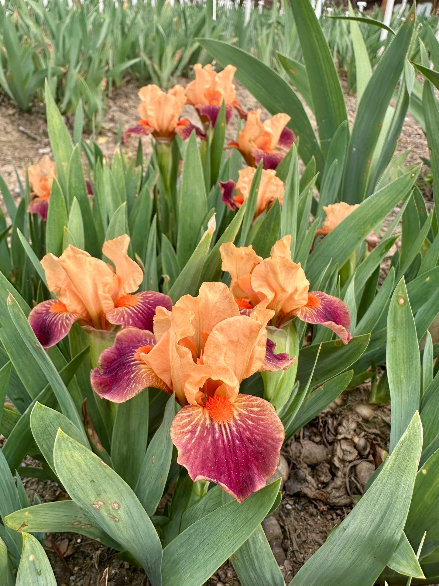 Ampersand - Miniature Dwarf Bearded (MDB) Iris