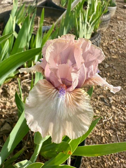 Baby Soft - Standard Dwarf Bearded (SDB) Iris