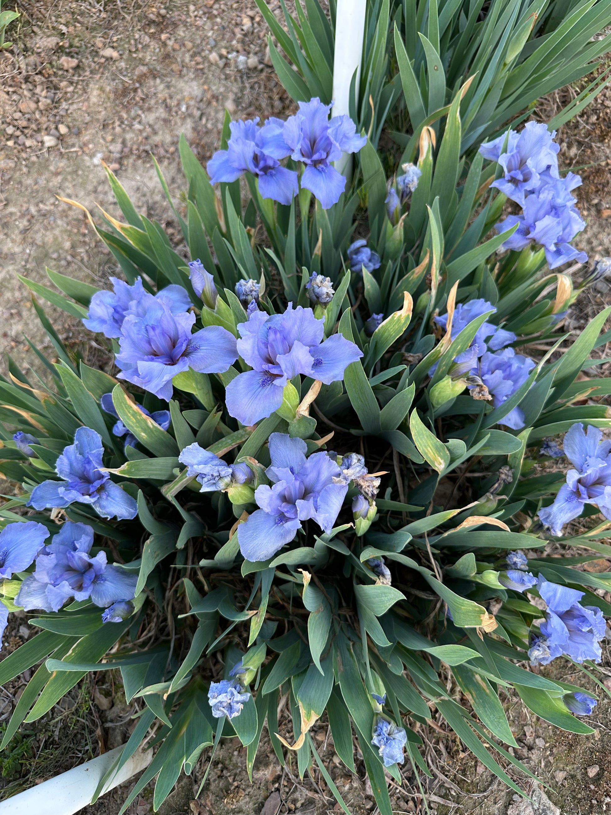Stacey's Blue - Standard Dwarf Bearded (SDB) Iris