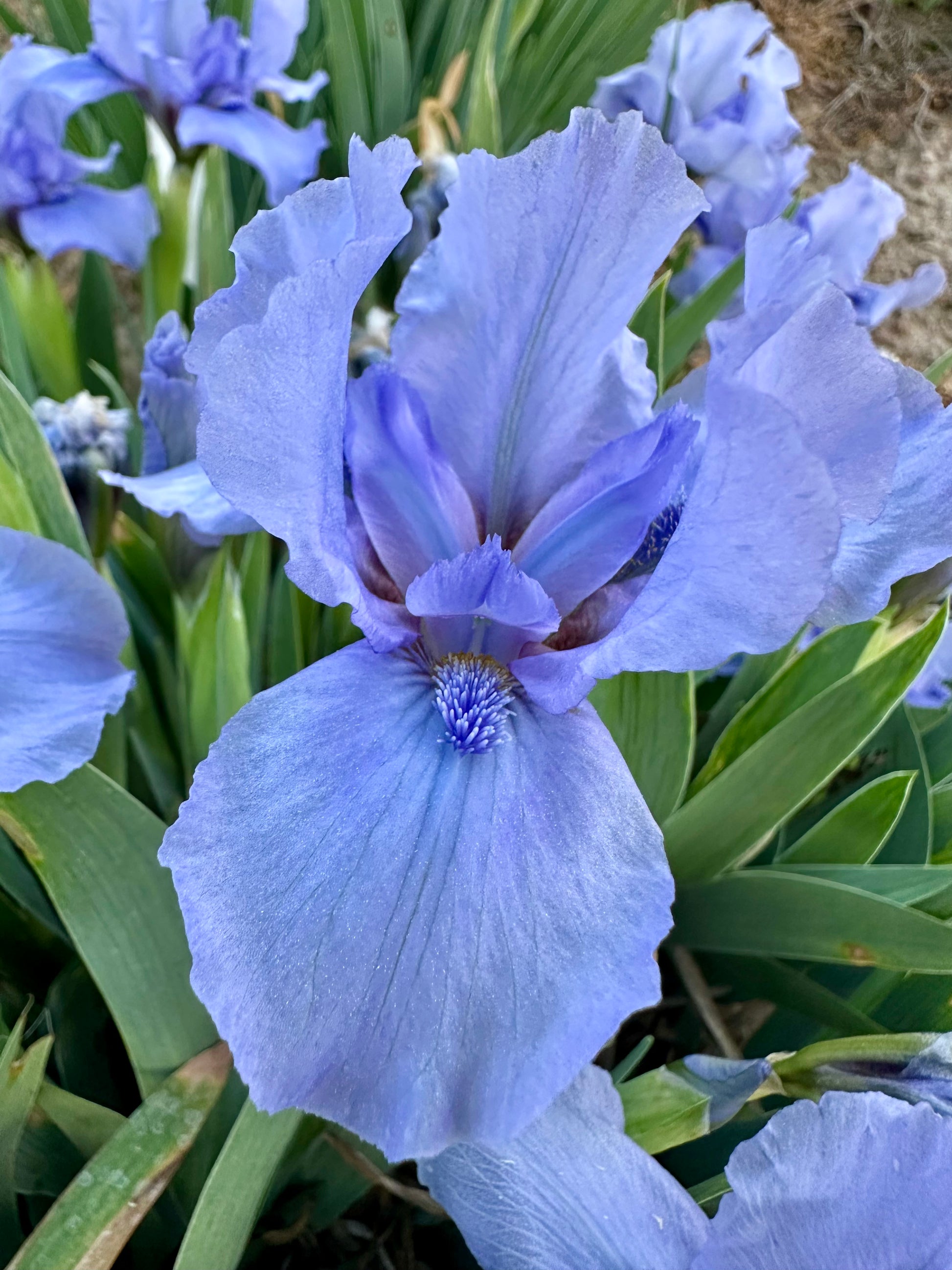 Stacey's Blue - Standard Dwarf Bearded (SDB) Iris