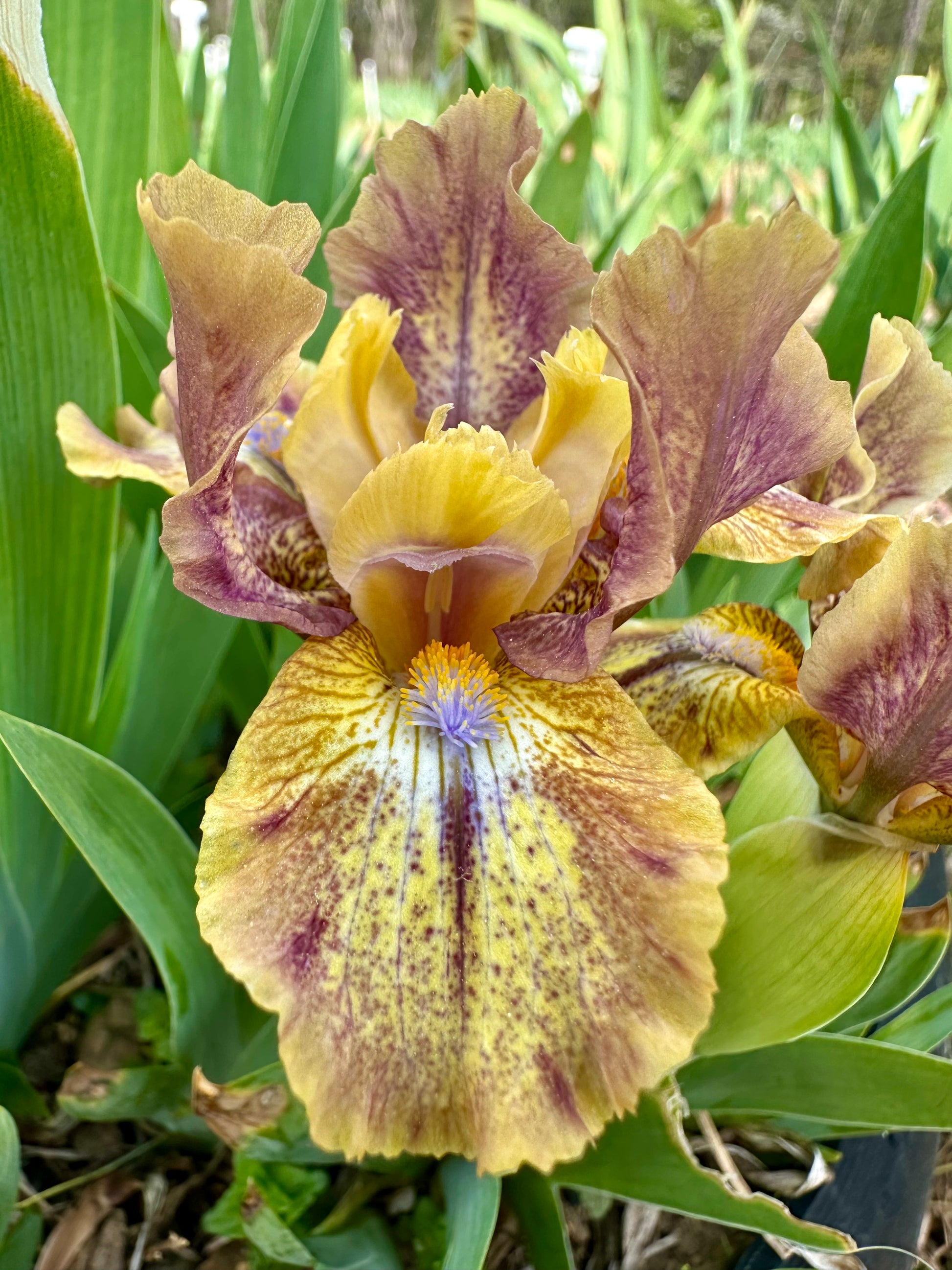Toon Town - Standard Dwarf Bearded (SDB) Iris