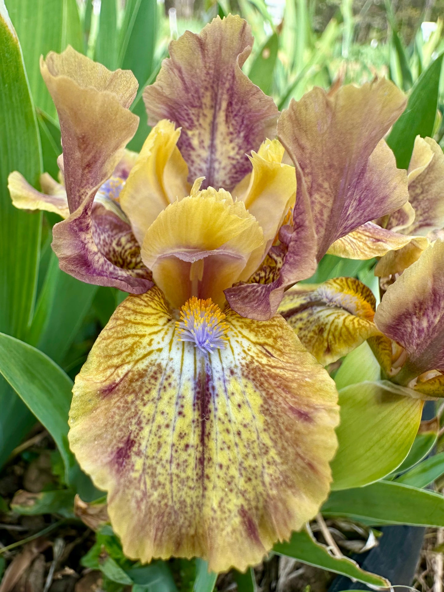 Toon Town - Standard Dwarf Bearded (SDB) Iris
