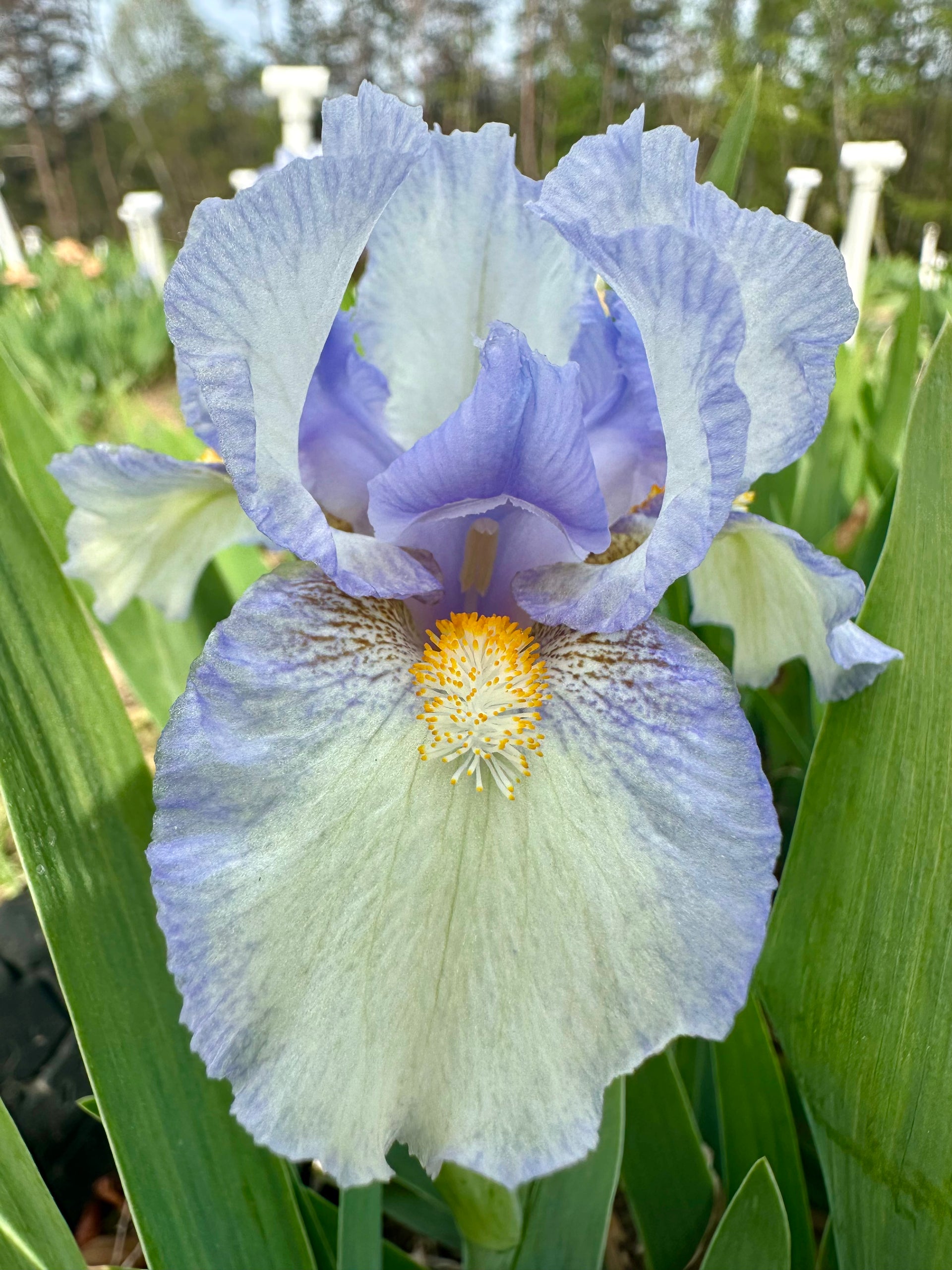 Canadian Kisses - Standard Dwarf Bearded Iris (SDB) – Exline Iris