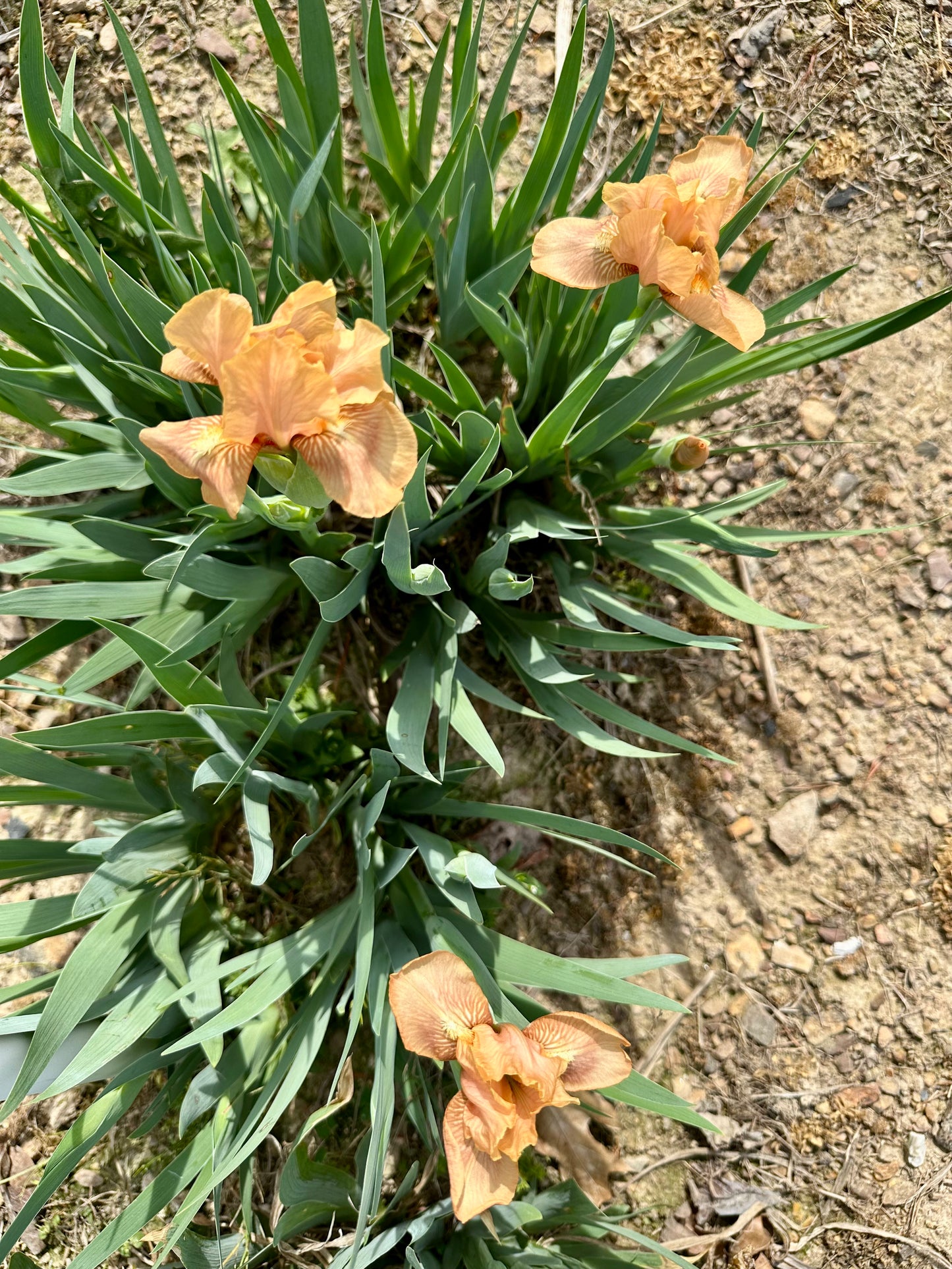 Apricot Drops