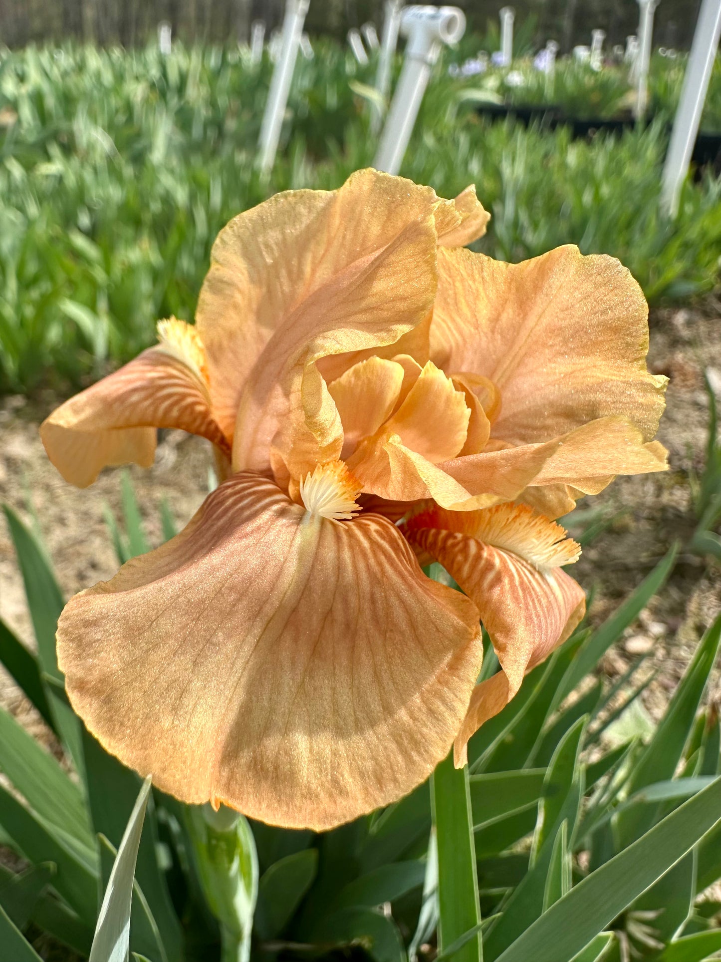 Apricot Drops