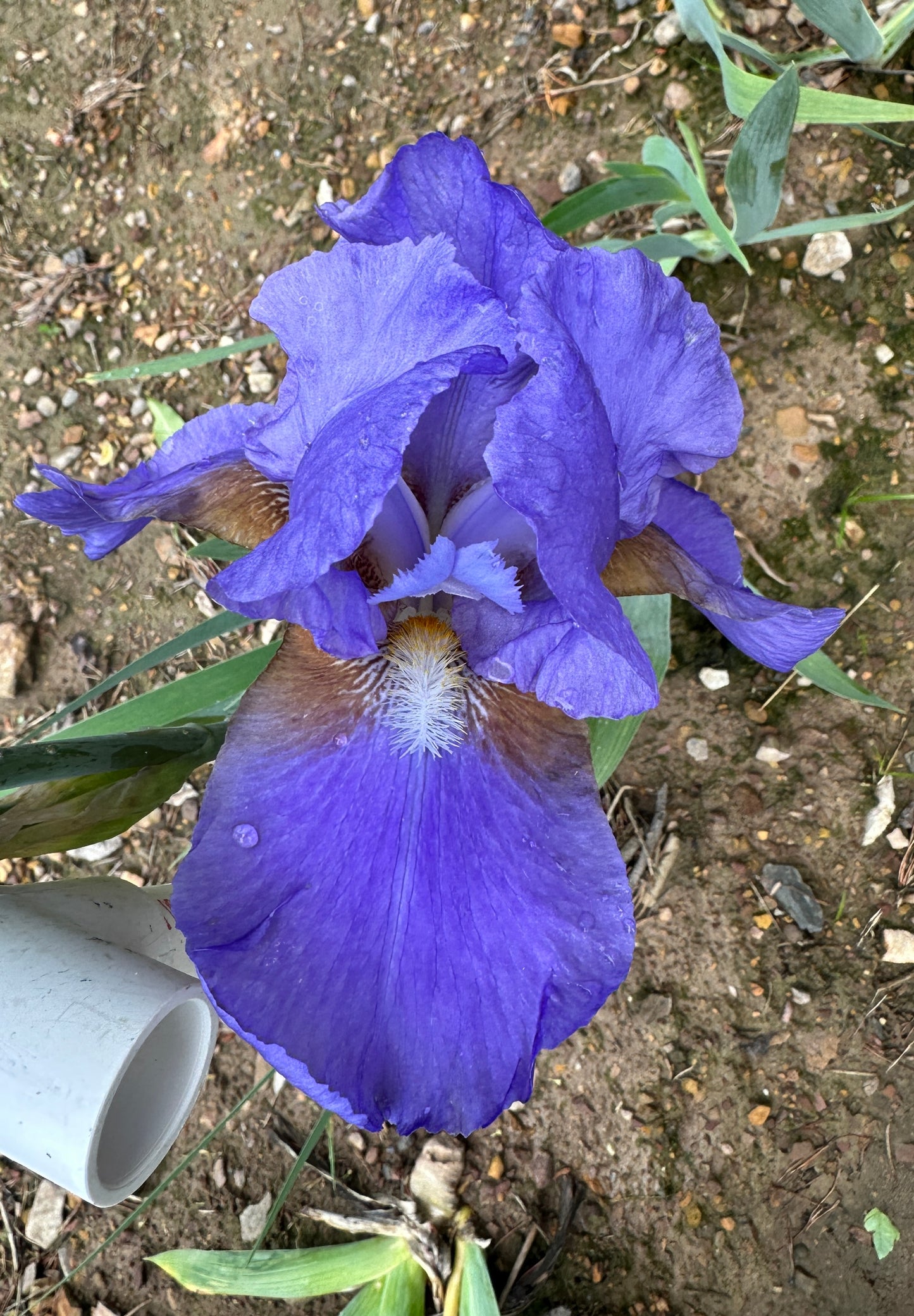 Tyrolean Blue