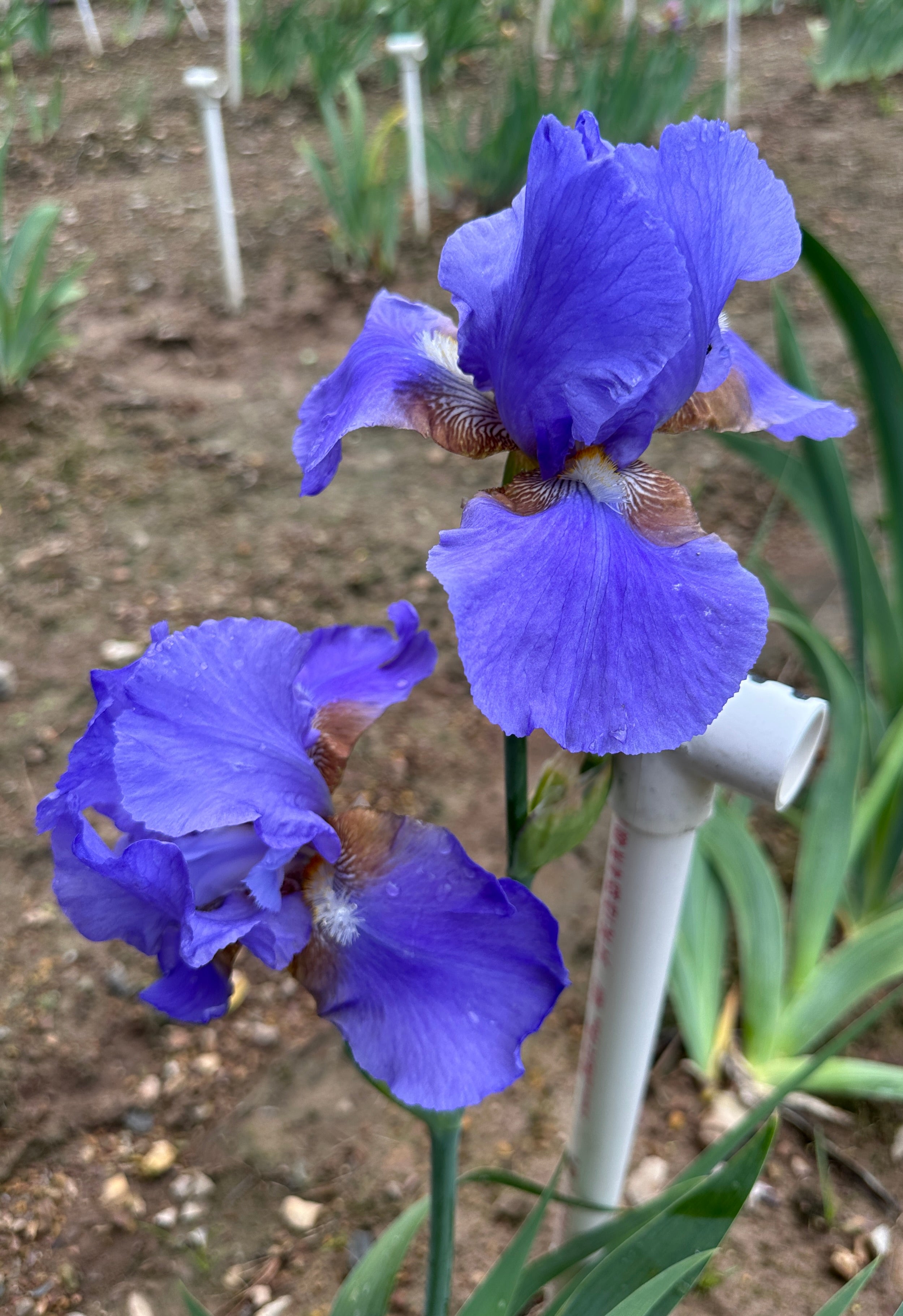 ビザンチウム('12英/アイルランド) Blu-ray Tyrolean Blue - Tall Bearded Iris (TB) – Exline Iris Garden