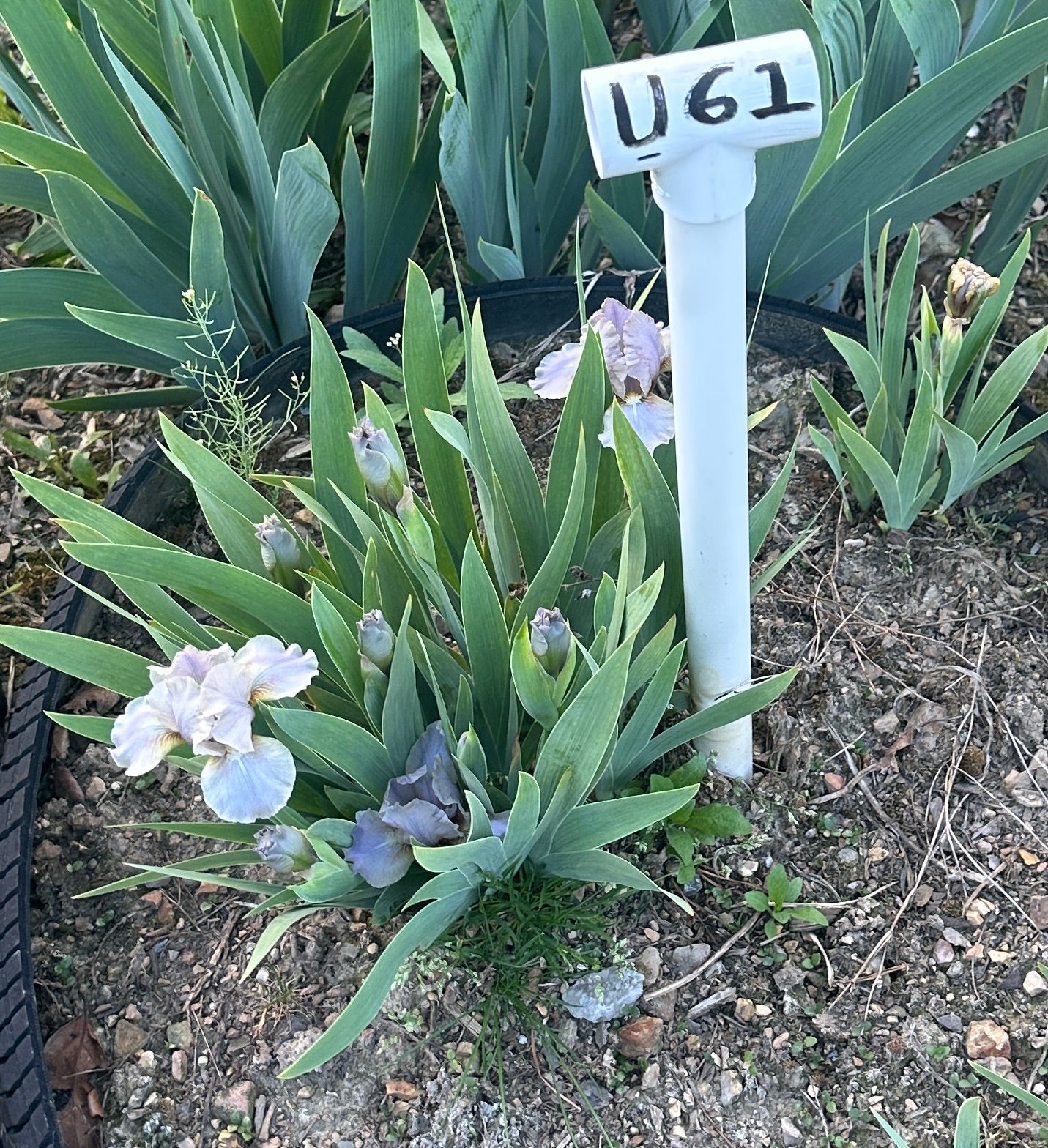 Unidentified SDB #2