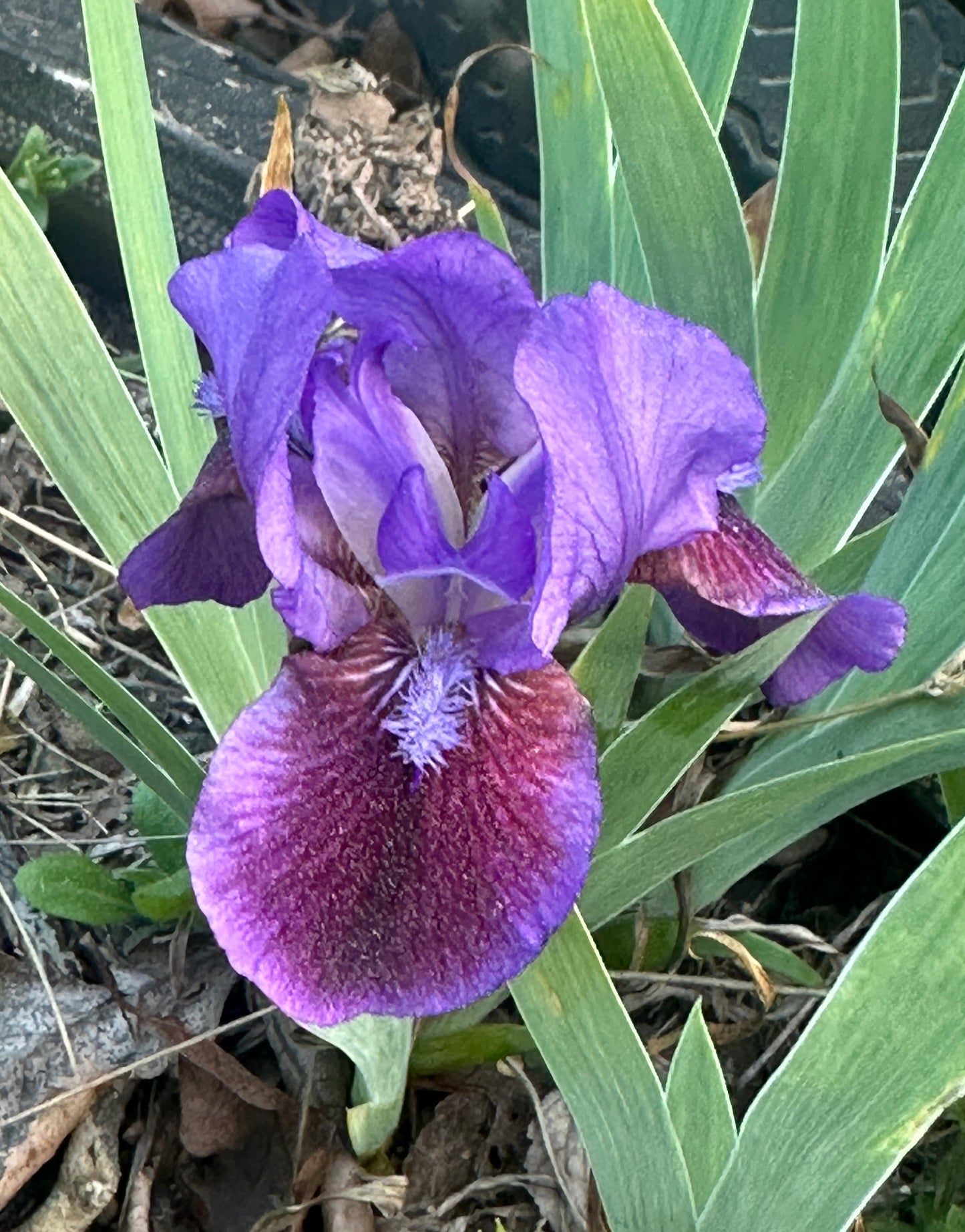 Beau