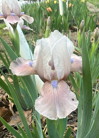 Windrose