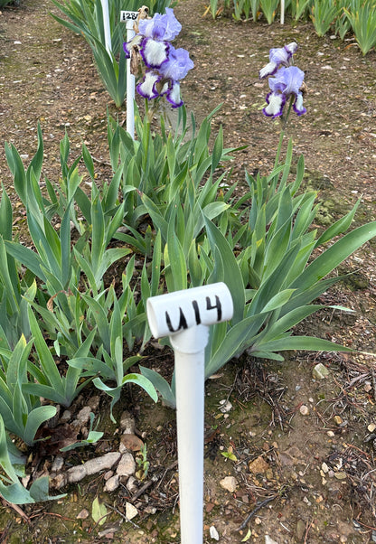 Unidentified Purple Plicata TB
