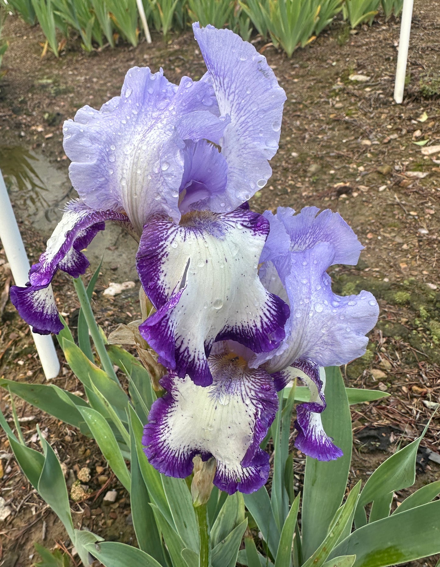 Unidentified Purple Plicata TB
