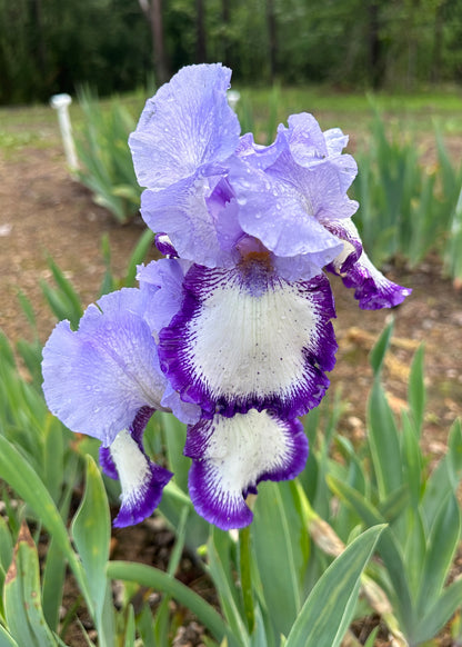 Unidentified Purple Plicata TB