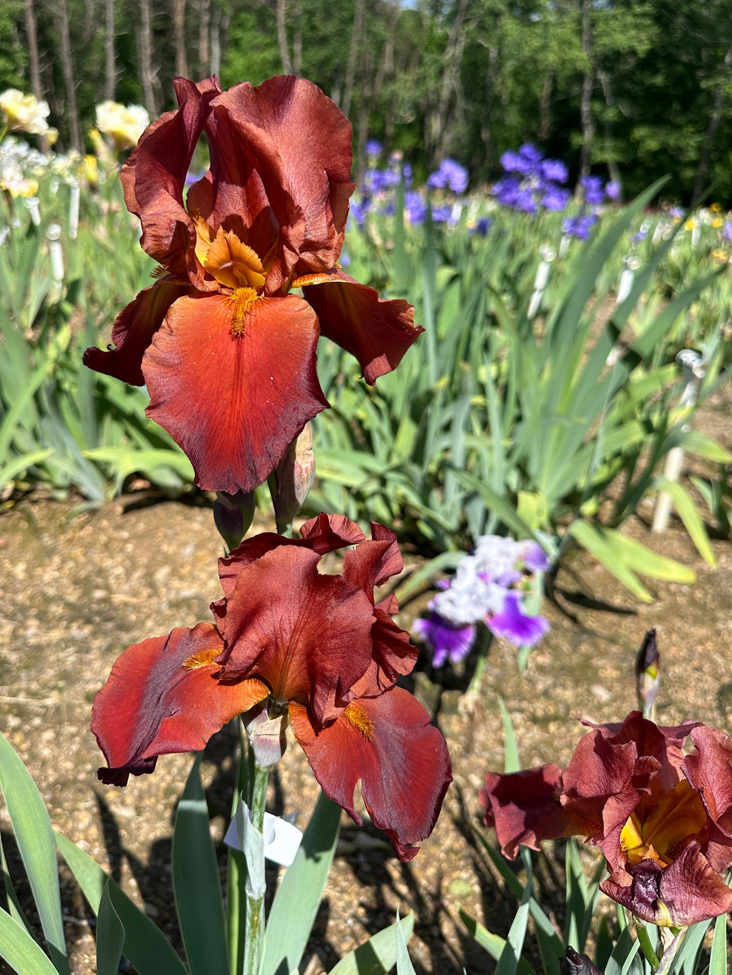 Vitafire