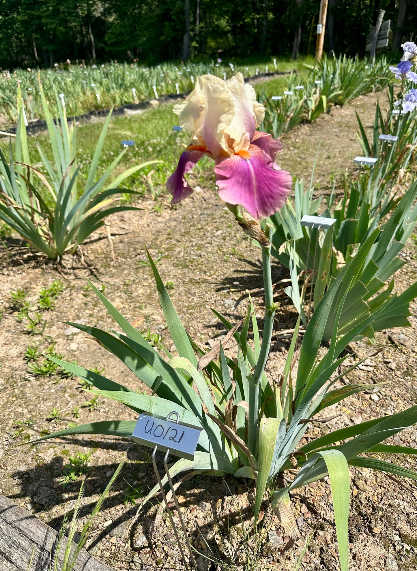 Unidentified Yellow & Pink TB