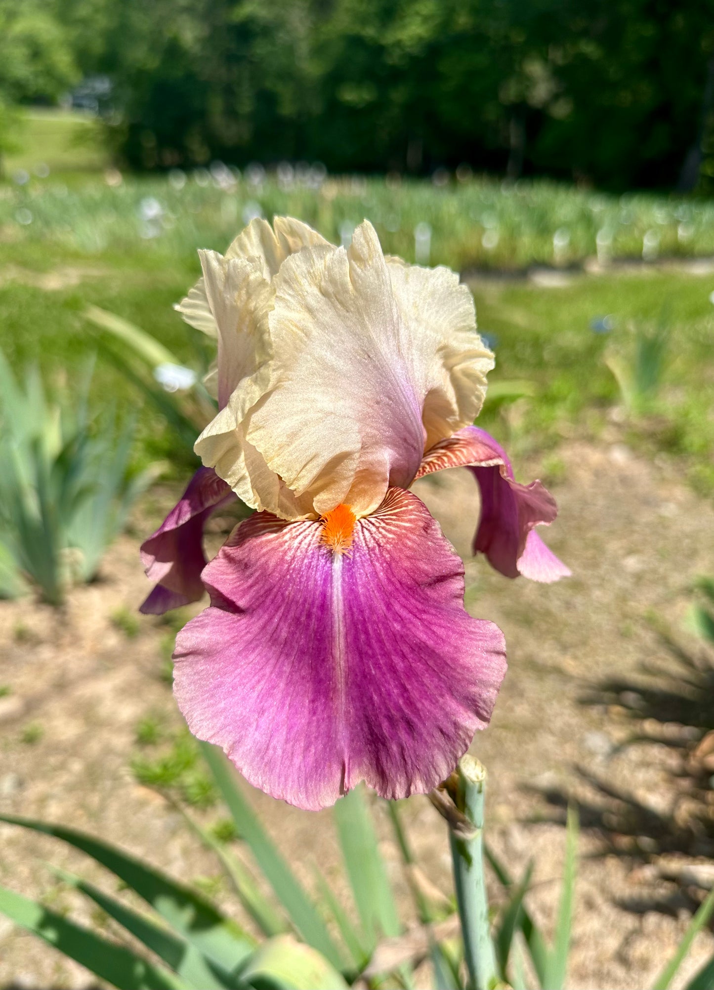 Unidentified Yellow & Pink TB