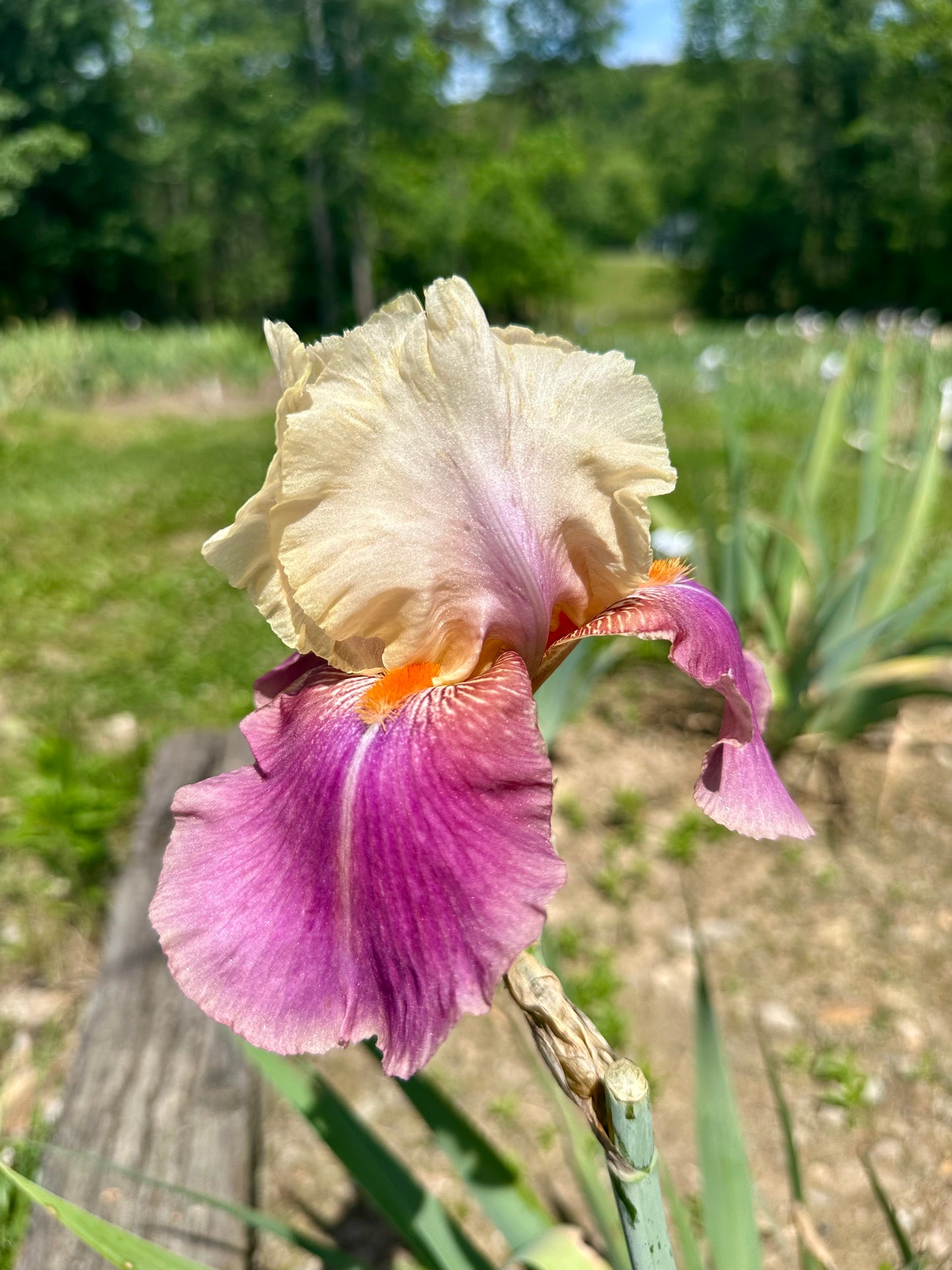 Unidentified Yellow & Pink TB
