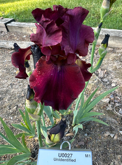 Unidentified Red TB #4