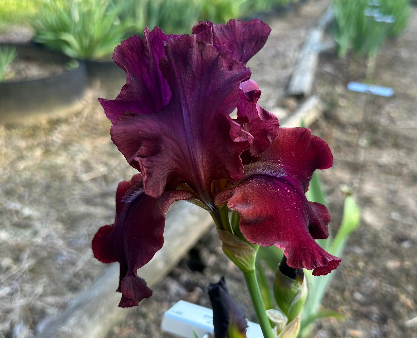 Unidentified Red TB #4