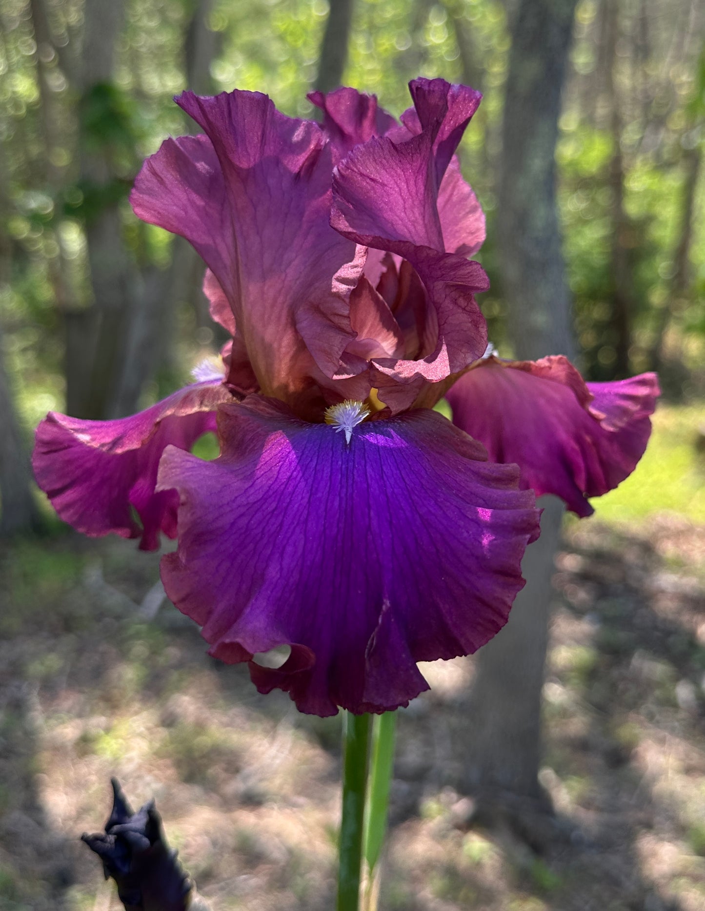 Unidentified Purple TB #3