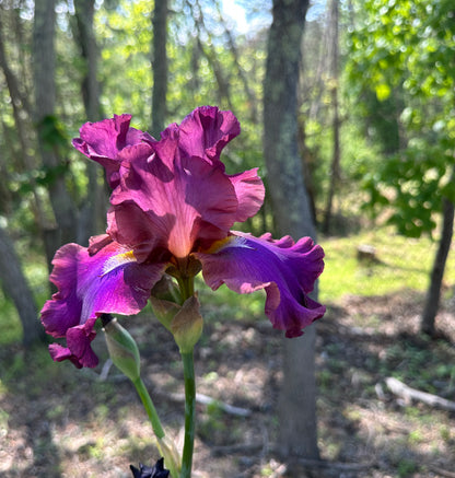 Unidentified Purple TB #3