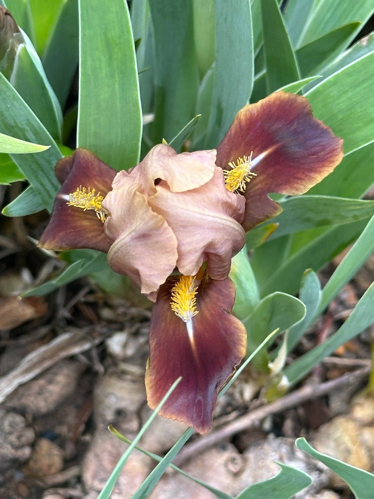 The flower Brown Imp - Miniature Dwarf Bearded Iris (MDB)