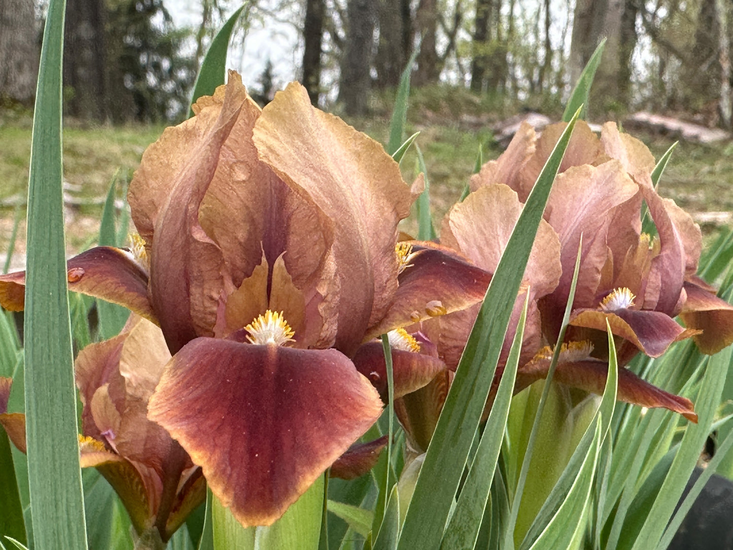 The flower Brown Imp - Miniature Dwarf Bearded Iris (MDB)