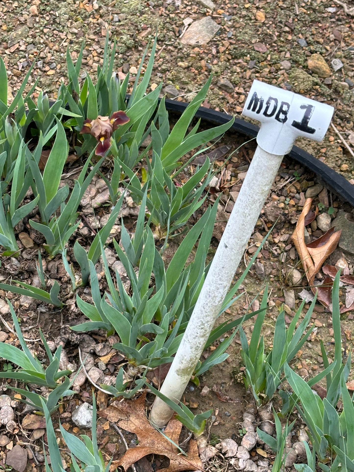 The flower Brown Imp - Miniature Dwarf Bearded Iris (MDB)