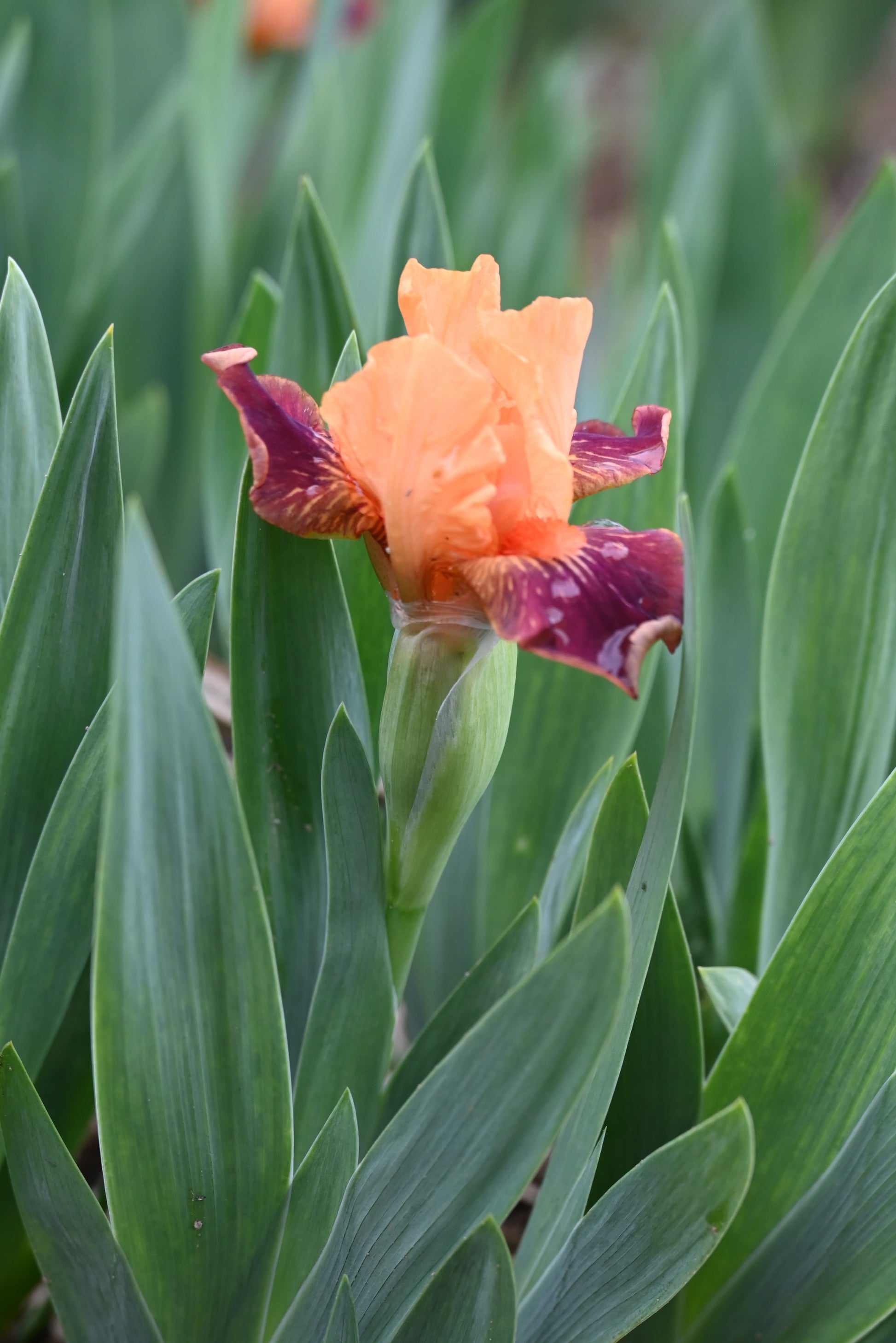 The flower Ampersand - Miniature Dwarf Bearded Iris (MDB)