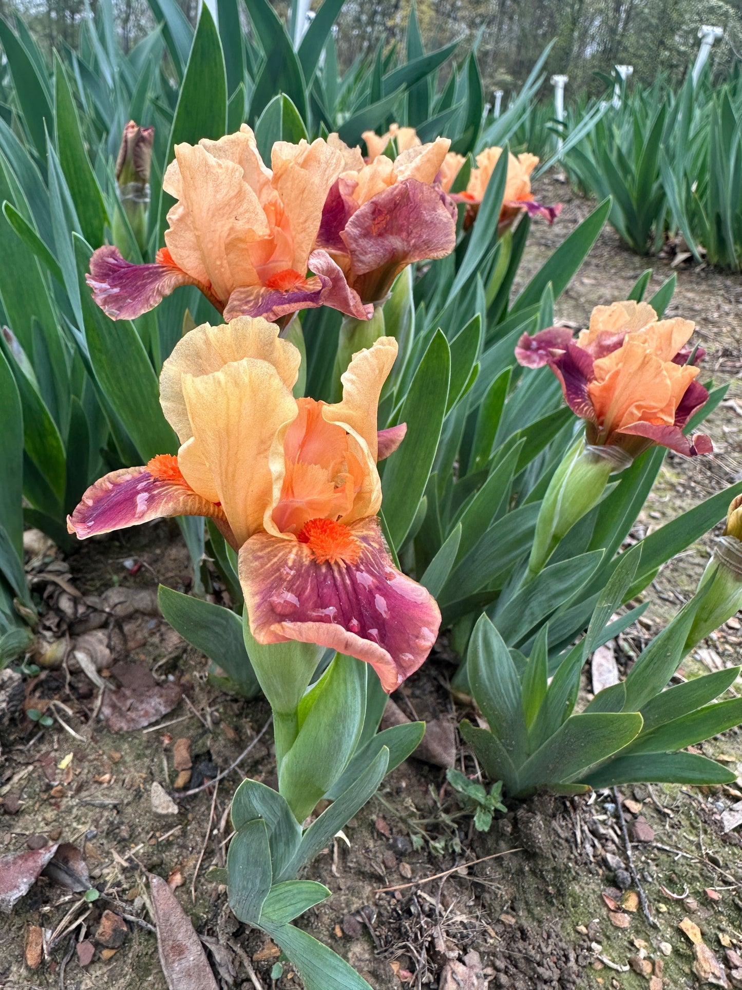 The flower Ampersand - Miniature Dwarf Bearded Iris (MDB)