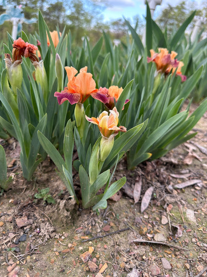 The flower Ampersand - Miniature Dwarf Bearded Iris (MDB)