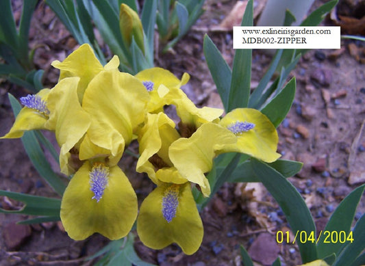 The flower Zipper - Miniature Dwarf Bearded Iris (MDB)