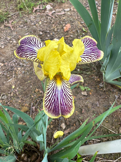 The flower Holiday In Mexico - Miniature Tall Bearded Iris (MTB)