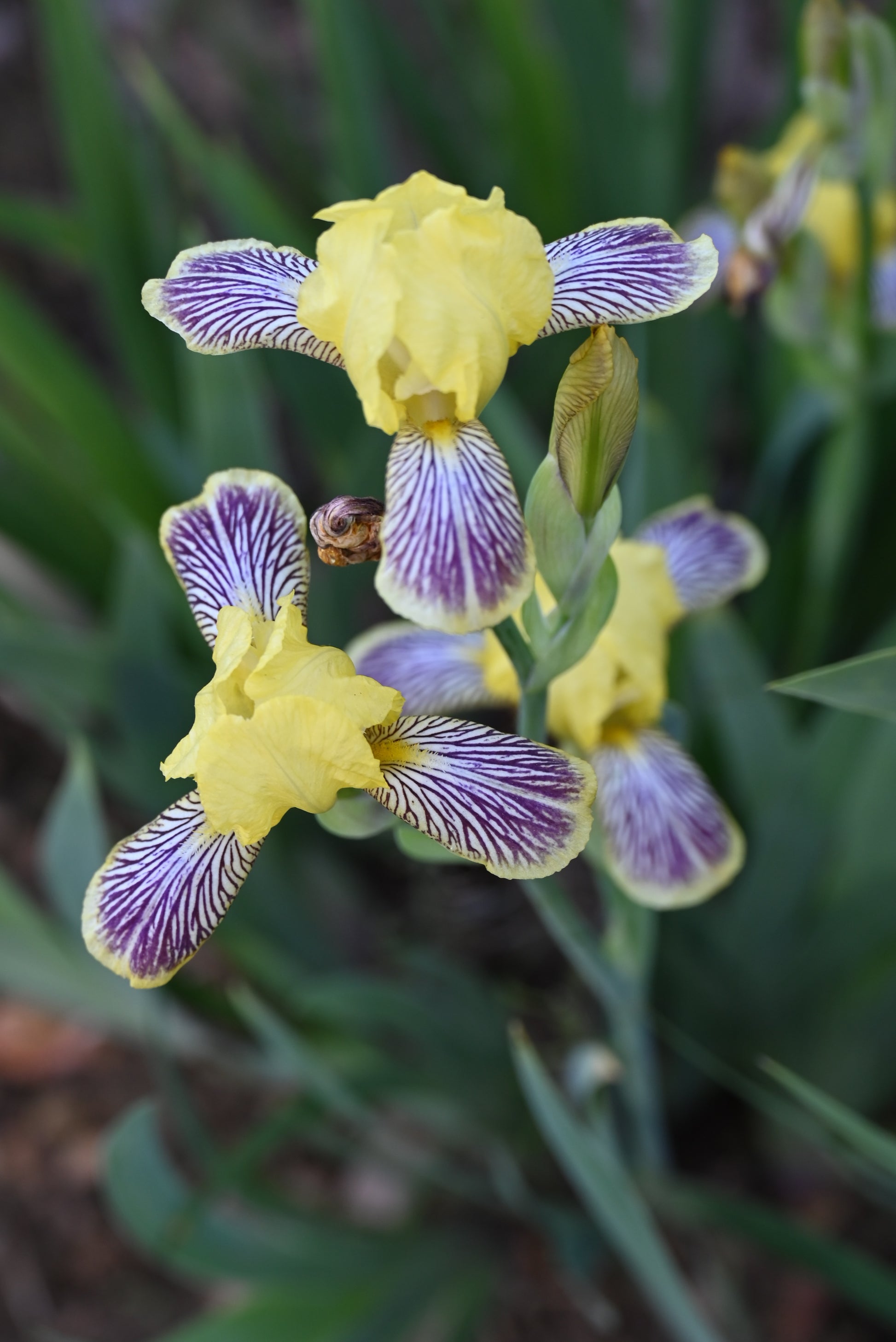 The flower Holiday In Mexico - Miniature Tall Bearded Iris (MTB)