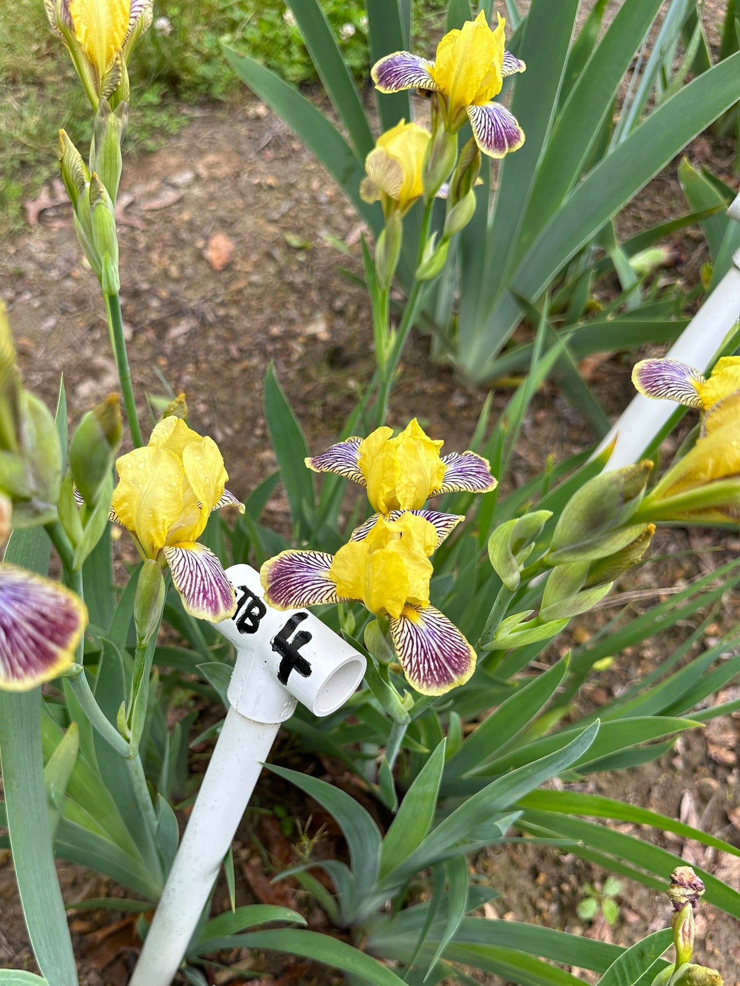 The flower Holiday In Mexico - Miniature Tall Bearded Iris (MTB)