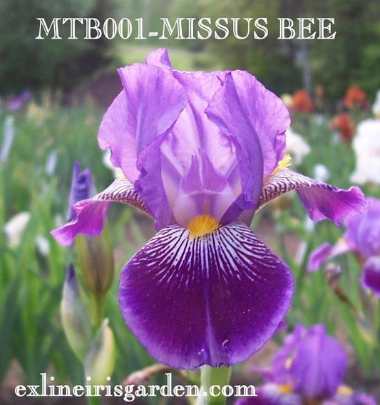 The flower Missus Bee - Miniature Tall Bearded Iris (MTB)