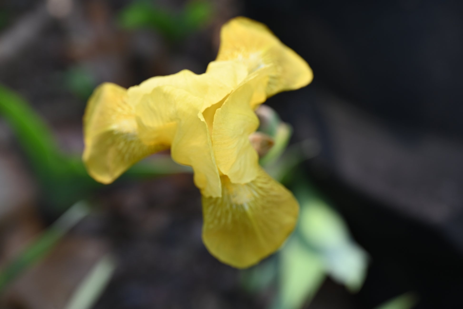 The flower Lady Emma - Miniature Tall Bearded Iris (MTB)